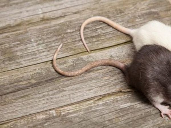 Mastering Pest Control for Rats: Expert Strategies
