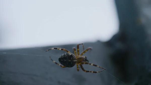 Combatting Spider Infestations: Sydney's Cutting-Edge Pest Control Techniques